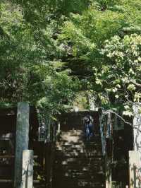 景點推薦：東京近郊・鎌倉報國寺——靜謐竹林中的禪意世界