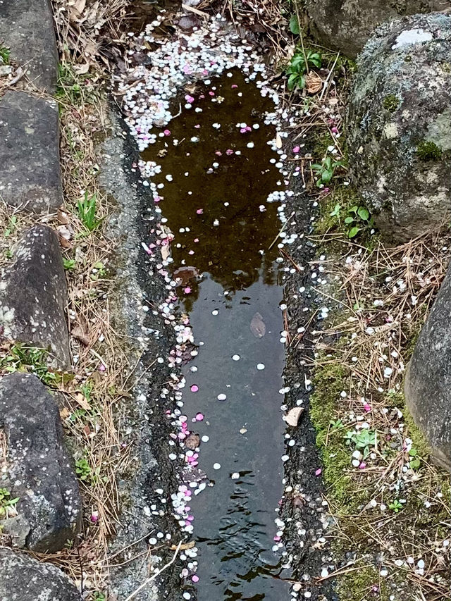 碧テラス〜ニュー八景園〜熱海梅園