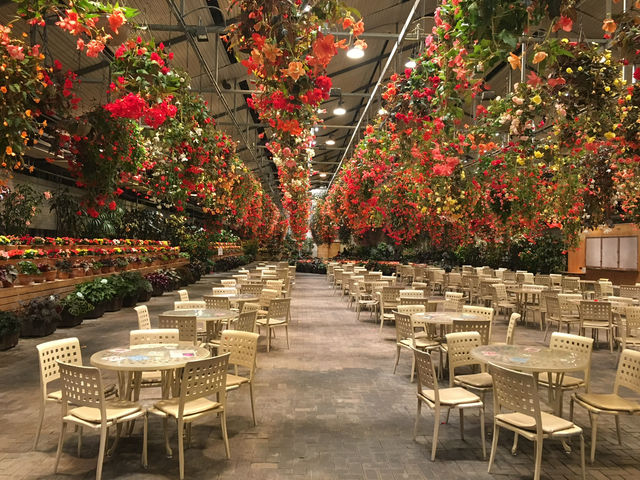 สวนดอกไม้ล้ำๆ และแสงสียามค่ำคืนอลังการ ใกล้นาโกย่า
