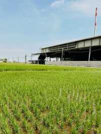 A Taste of Sekinchan – Paddy & Local Delights!