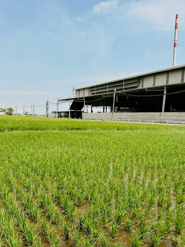 A Taste of Sekinchan – Paddy & Local Delights!