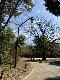 The Perfect Stroll: Meiji Jingu & Jingu Gaien