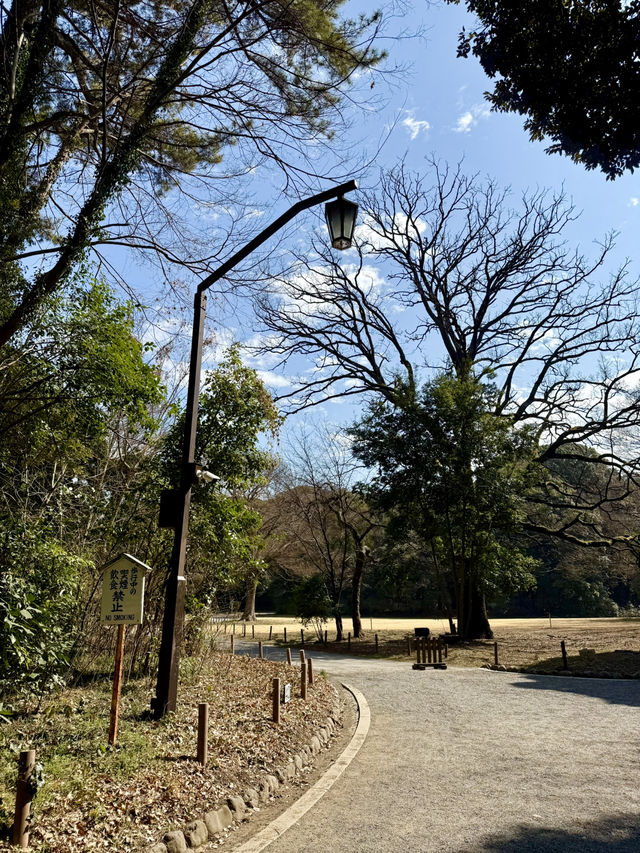The Perfect Stroll: Meiji Jingu & Jingu Gaien