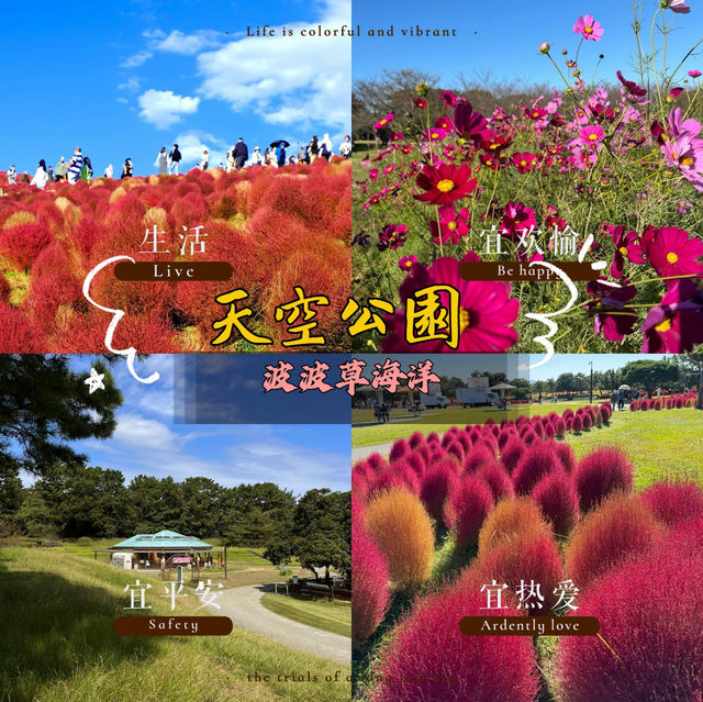 紅色波波草的夢境 🌈天空公園