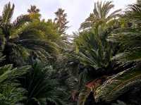 An enchanting palm forest in Jeju, Sangari Palm Forest