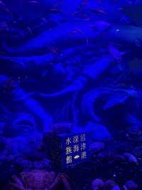 沼津港深海水族館：探索神秘深海世界的奇幻之旅！🐠#東京近郊