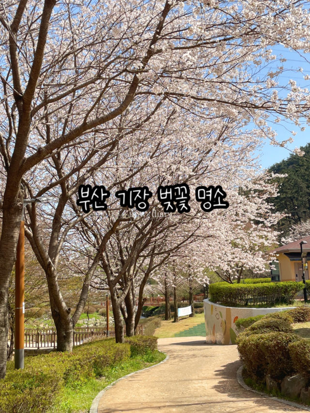 귀여운 배와 벚꽃을 구경할 수 있는 부산 명소