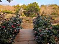 A nice visit to Camellia Hill at Jeju