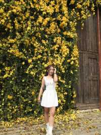 The Birder's Lodge | ดอกเหลืองชัชวาลย์full bloom🌼