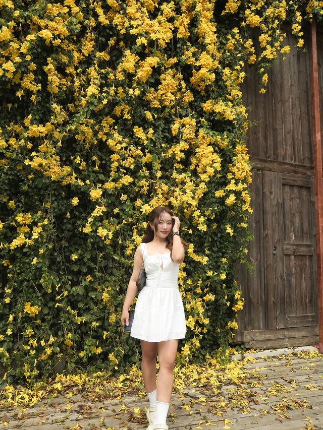 The Birder's Lodge | ดอกเหลืองชัชวาลย์full bloom🌼
