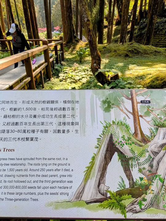 阿里山國家森林遊樂區巨木群棧道 