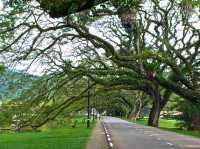 Taman Tasik Taiping: A Tranquil Escape in Malaysia’s Oldest Park