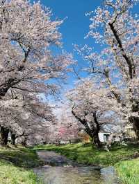 ซากุระที่ Kanonji River ฟุกุชิมะ ไม่ควรพลาด