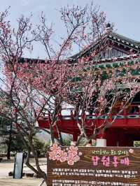 Step Back in Time: Experience the Beauty of Spring at Suncheon Nakan-eupseong! 