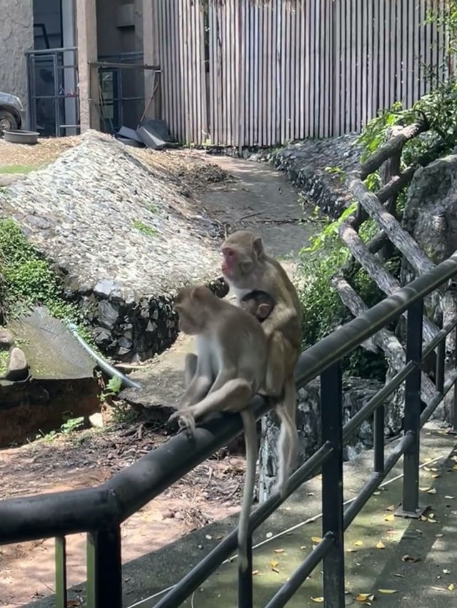 📍泰國芭達雅｜綠山動物園