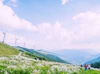 A Wonderful Day at the Pyeongchang Pyeongok Mountain Daisy Flower Festival