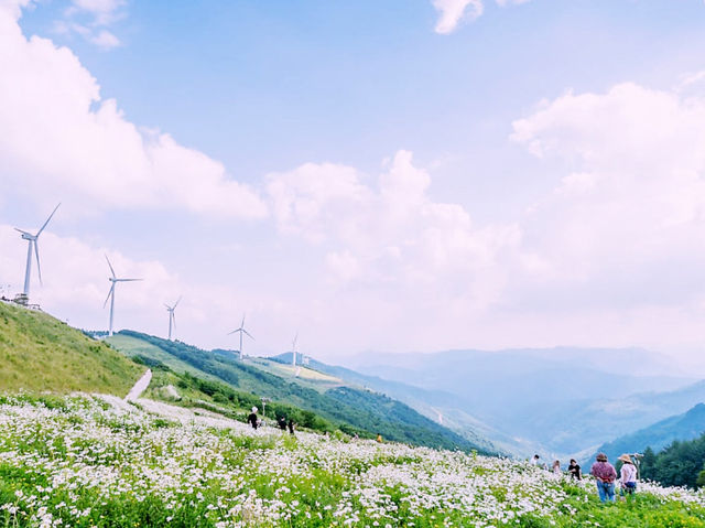A Wonderful Day at the Pyeongchang Pyeongok Mountain Daisy Flower Festival