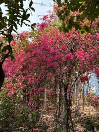 長沙灣元洲邨元樂樓簕杜鵑桃紅隧道：都市中的浪漫花海🌸🌺