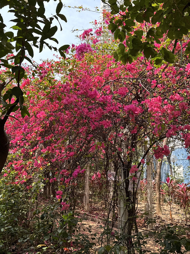 長沙灣元洲邨元樂樓簕杜鵑桃紅隧道：都市中的浪漫花海🌸🌺