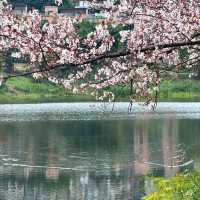 觀山湖公園•櫻花奇華