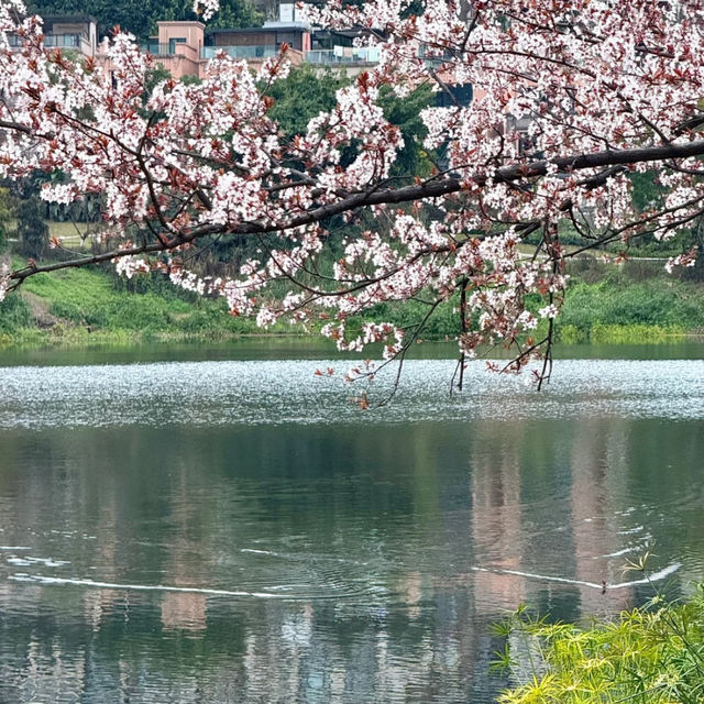 觀山湖公園•櫻花奇華
