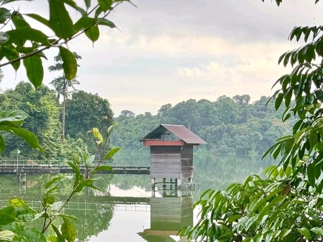 "Mandai Boardwalk: A Tranquil Gateway to Singapore’s Wild Side"