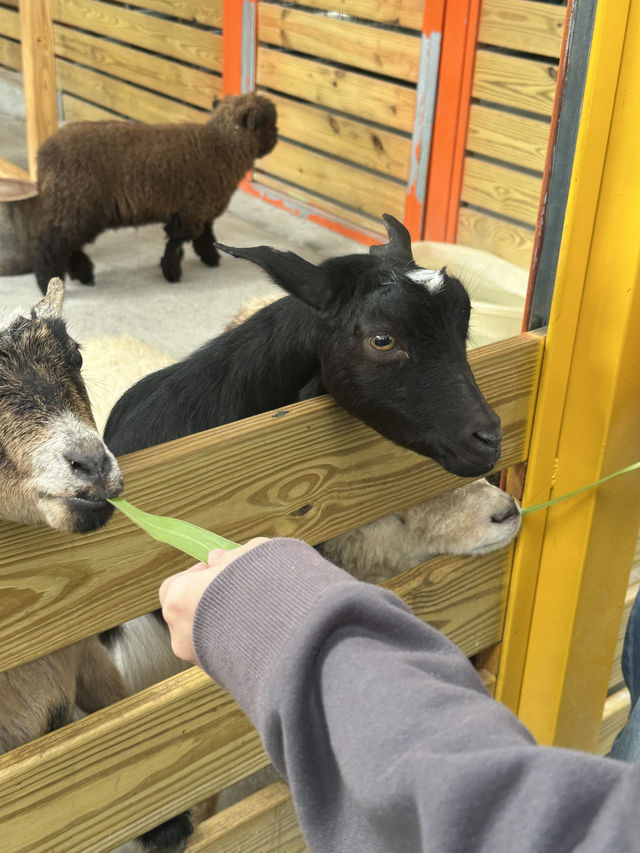 苗栗的童萌農場🐑大人小孩都適合來的地方