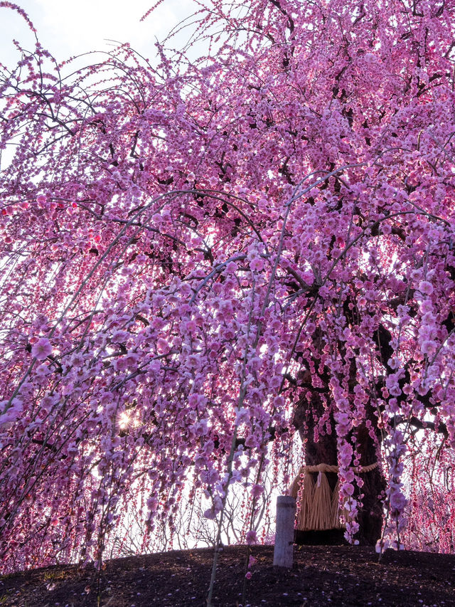 見頃で入園料が変わる？生きてる間に行ってみたい絶景スポット✨1000年樹齢のしだれ梅は伊達じゃない