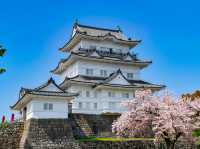 Chasing Sakura at Odawara Castle Park