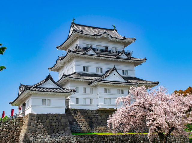 Chasing Sakura at Odawara Castle Park