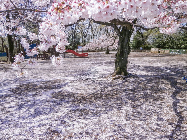 Chasing Sakura at Ikuta Ryokuchi Park