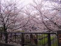 Chasing Sakura at Sumiyoshi Zakura Kawasaki