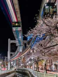 Chasing Sakura at Chiba Urban Monorail 