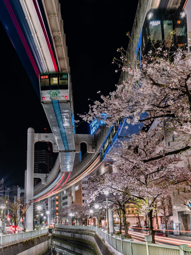 Chasing Sakura at Chiba Urban Monorail 