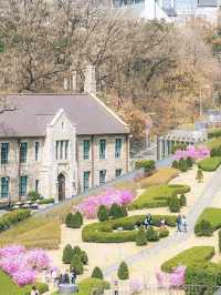 Chasing Sakura at Ehwa Women’s University 
