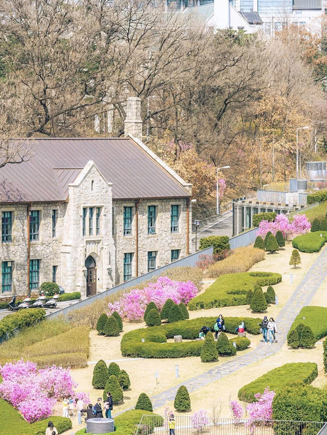 Chasing Sakura at Ehwa Women’s University 