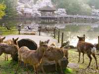 【奈良県】春の桜と鹿のコラボは最高！「奈良公園」