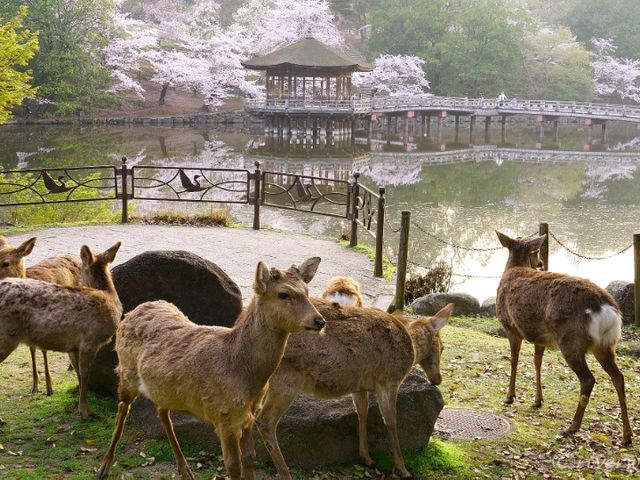 【奈良県】春の桜と鹿のコラボは最高！「奈良公園」