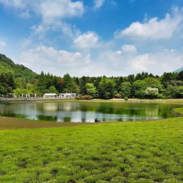 Shibazakura Garden, Japan: A Springtime Wonderland