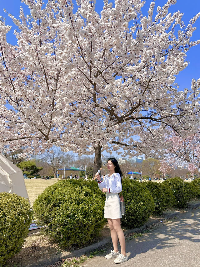 벚꽃 명소 추천!!