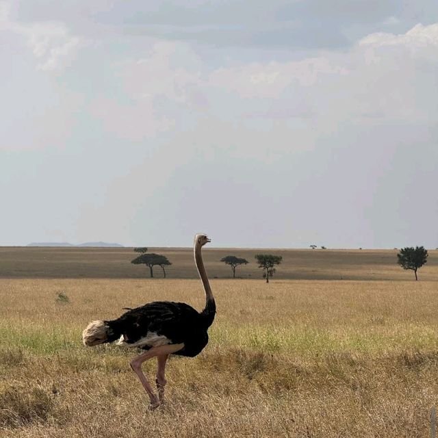 Serengeti National Park, Tanzania – Witness the Great Migration Responsibly
