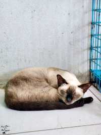 😽😻ศูนย์อนุรักษ์แมวไทยโบราณ😺😸