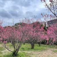 清華大學櫻花林