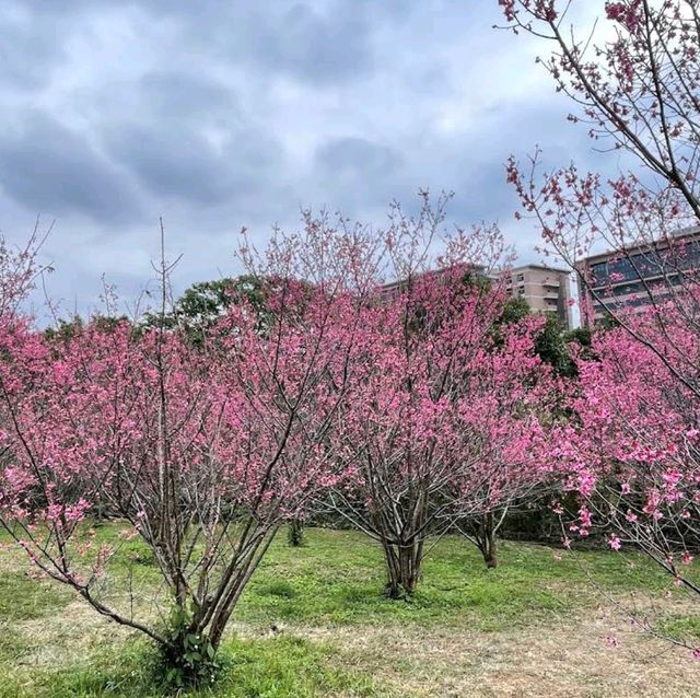 清華大學櫻花林