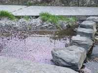 🌸淀の河津樱🌸吹雪黄昏美景