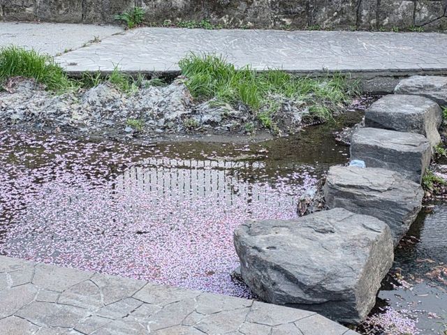 🌸淀の河津樱🌸吹雪黄昏美景