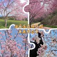 油羅溪森林花園•櫻花盛開的夢幻