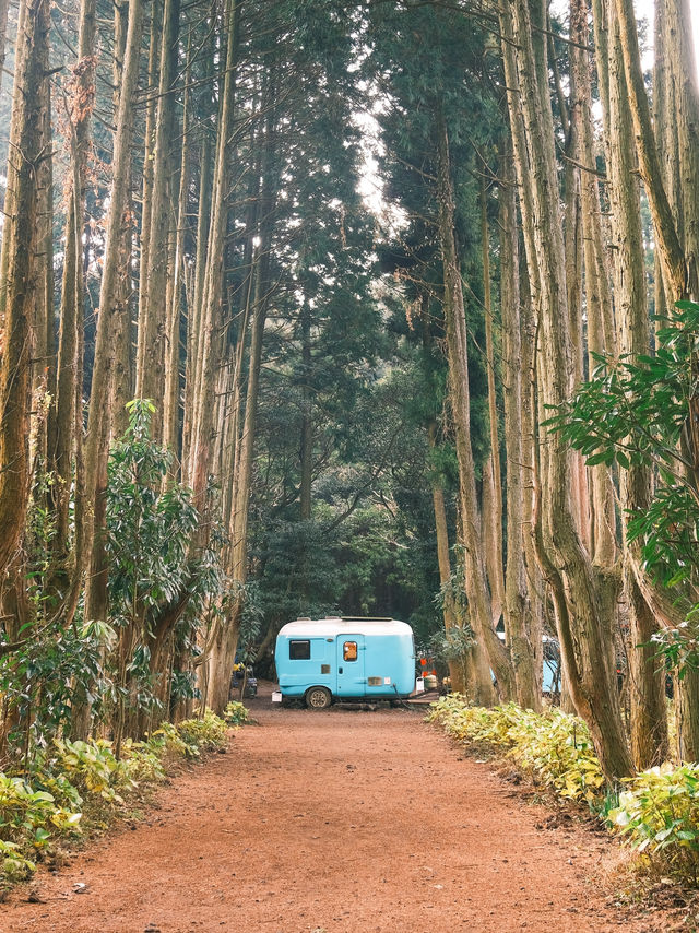 濟州島｜秘密森林 情侶打卡必去✨