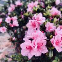 萬里杜鵑花季｜免費賞花好去處，春日漫遊半日遊推薦！