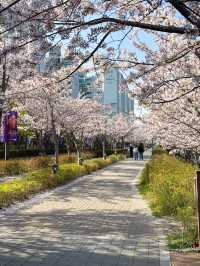 수영강 벚꽃길 라이딩 산책길 코스🌸💗